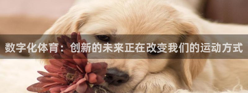 蓝鲸体育网页：数字化体育：创新的未来正在改变我们的运动方式